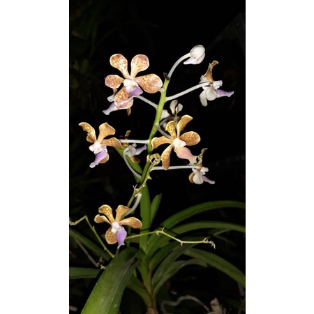 ANGGREK VANDA LIMBATA