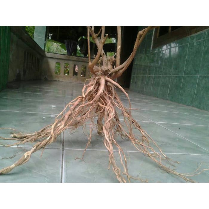terabaru  Terbaik pohon akar senggani aquascape jadi  segar