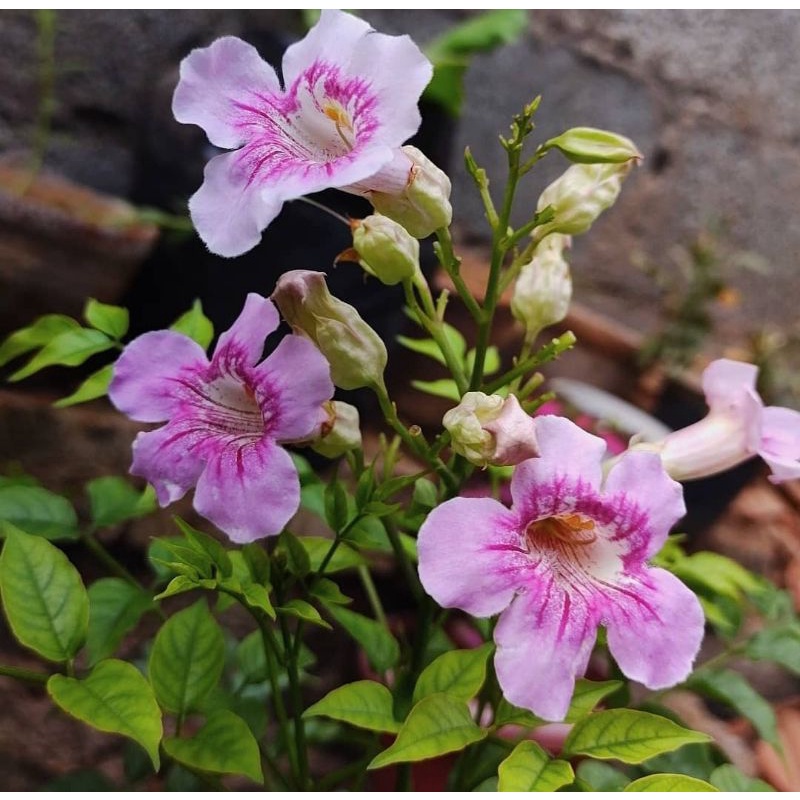 bibit bunga tecoma/stecoma pink/ tanaman hias lonceng pink/ trompet pink