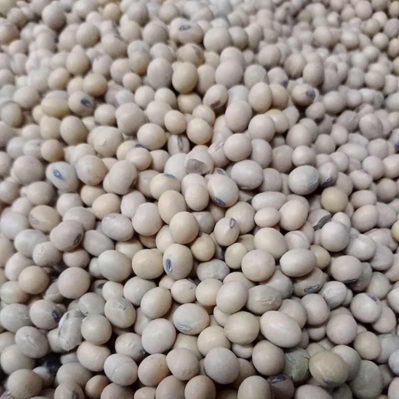 

Kacang Kedele 250 gram
