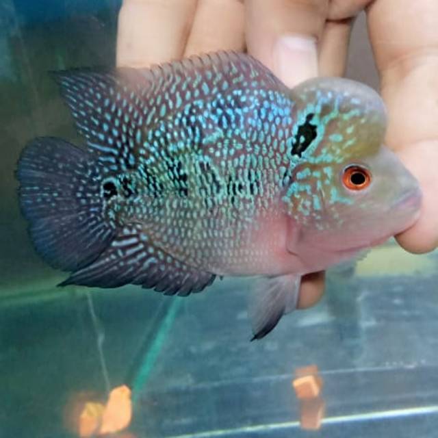 

SRD Cilnong promo beli 1 gratis Burayak SRD