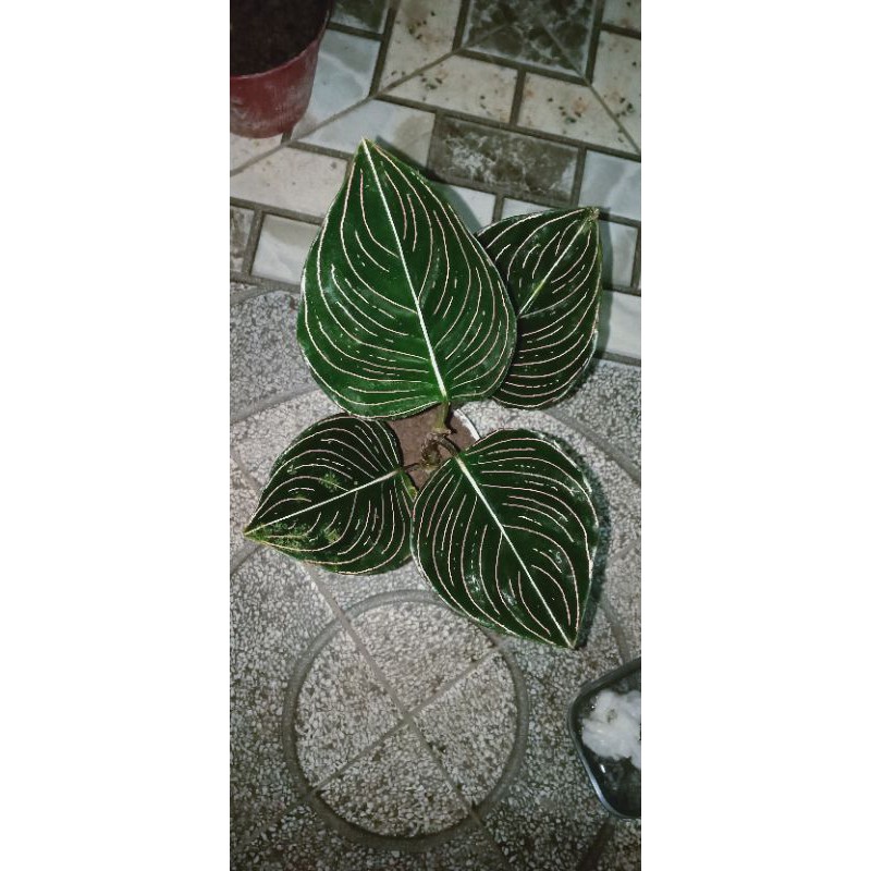 Aglonema rotundum aceh 4 daun dewasa cocok untuk hiasan rumah