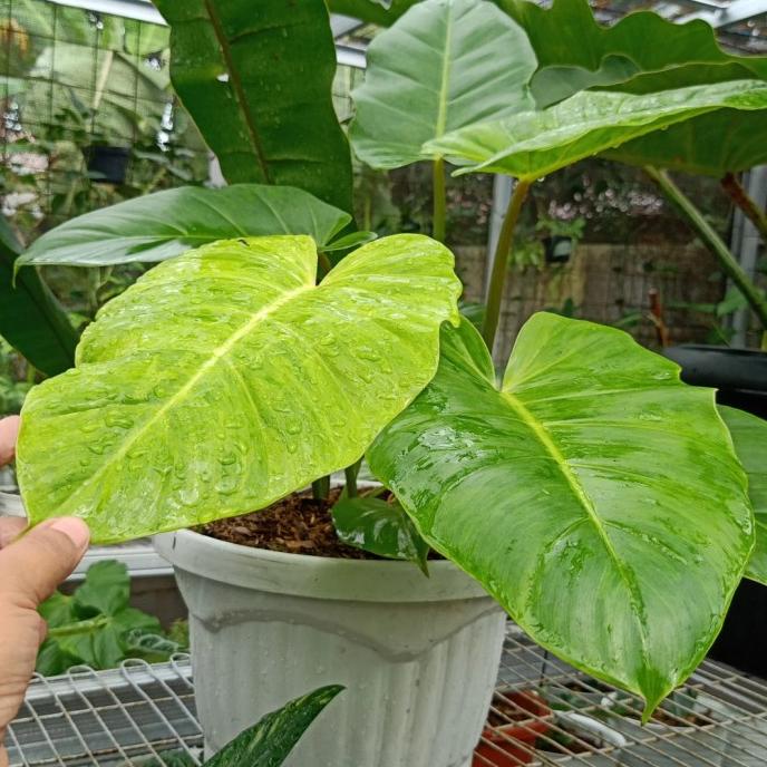 Tanaman Hias Philodendron Snowdrift Cantik Promo Tandoseller