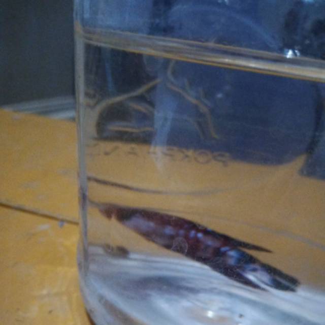 Ikan cupang  koi galaksi