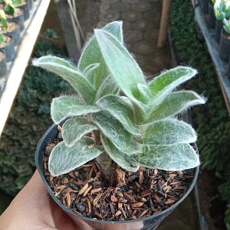 Tradescantia Sillamontana