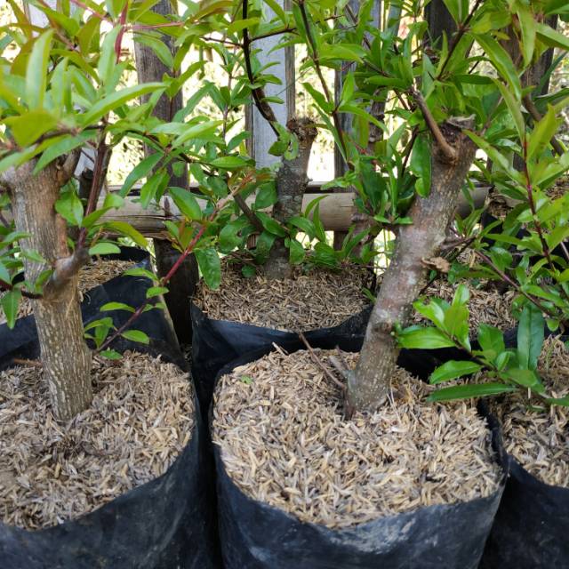 Bahan Bonsai Delima