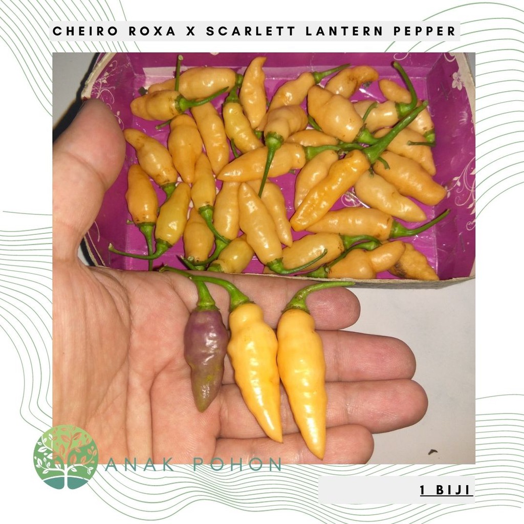 Benih Bibit Biji - Cabai Cheiro Roxa x Scarlett's Lantern Pepper Seeds