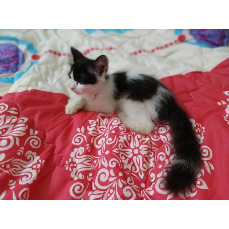 

UNTUK TRADE