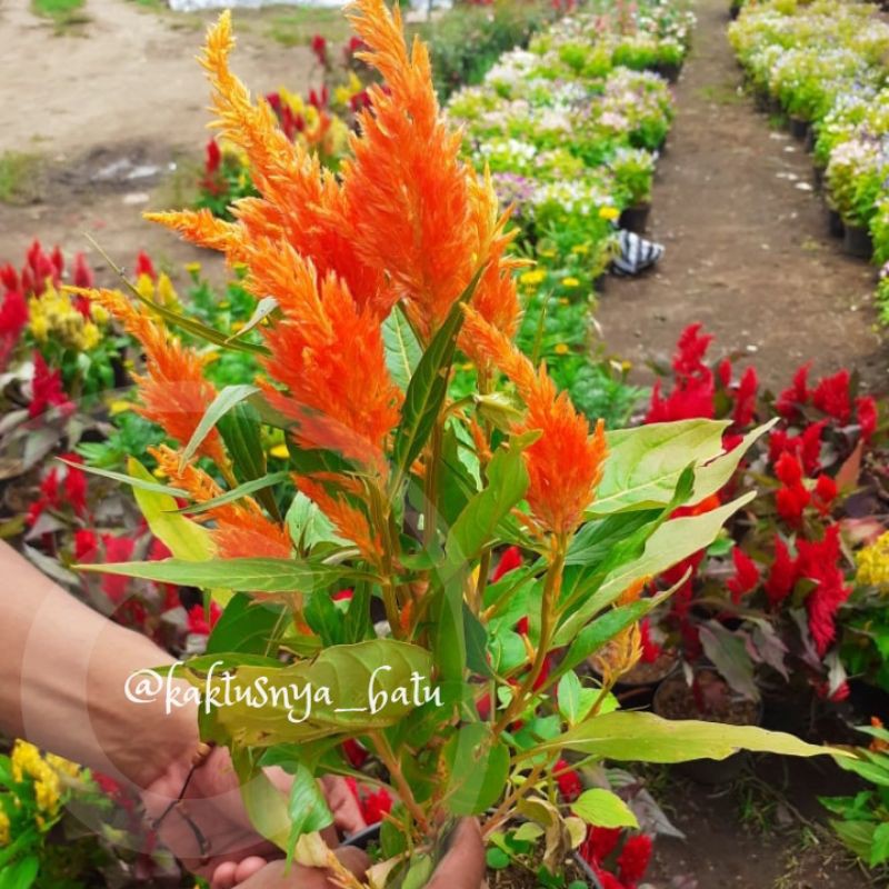 Bunga Celosia / Jengger Ayam
