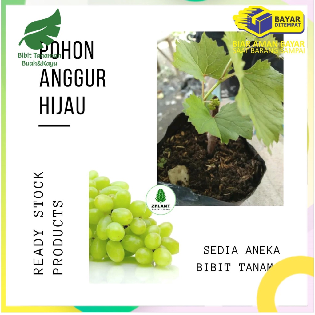 Bibit anggur hijau / pohon anggur hijau