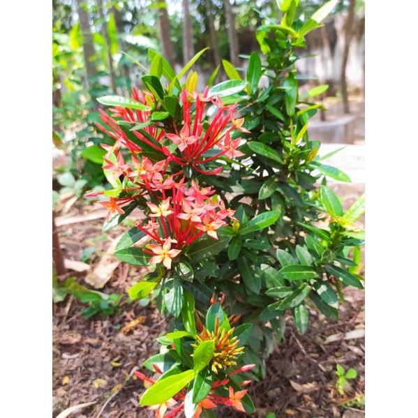 Tanaman Bunga Asoka Merah/Bibit Bunga Asoka Merah