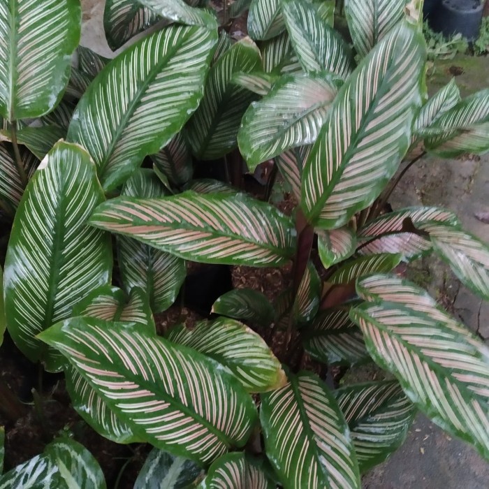 Tanaman hias CALATHEA ORNATA (batik) / Tanaman hias hidup / bunga hidup murah / bunga hias hidup kem