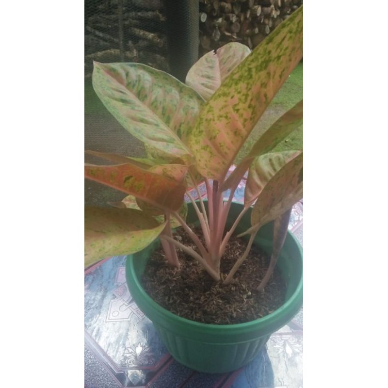 Aglonema bigroy rumpun jumbo