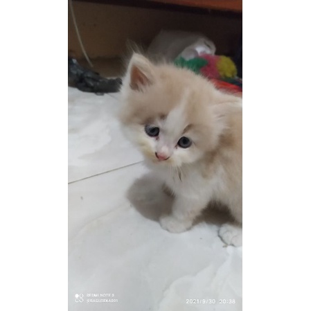 SOLD Kitten Anak Kucing PERSIA FLATNOSE Gembul