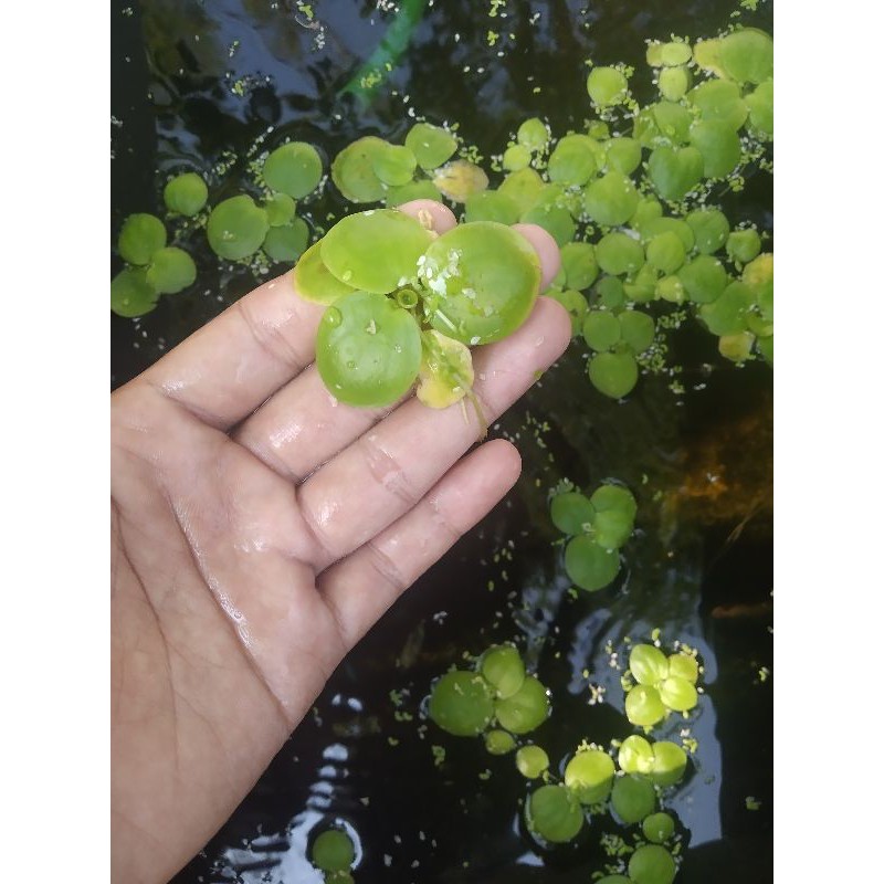 Amazon Frogbit Tanaman Hias Penyerap Amoniak Tumbuhan Air Mengambang Aquascape Aquarium Kolam