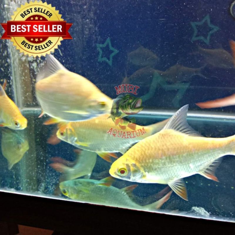 Ikan Kaviat albino - tankmate ikan arwana - ikan hias air tawar