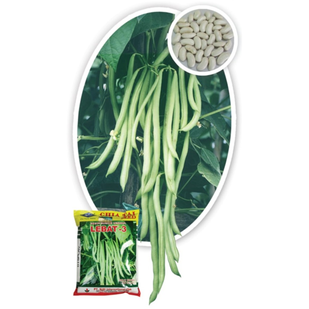 

benih buncis lebat-3 500 gr