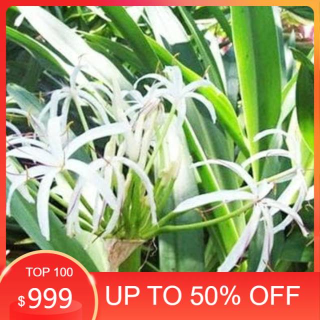 

Ready stock Daun bakung segar kemasan 100gram organik siap petik