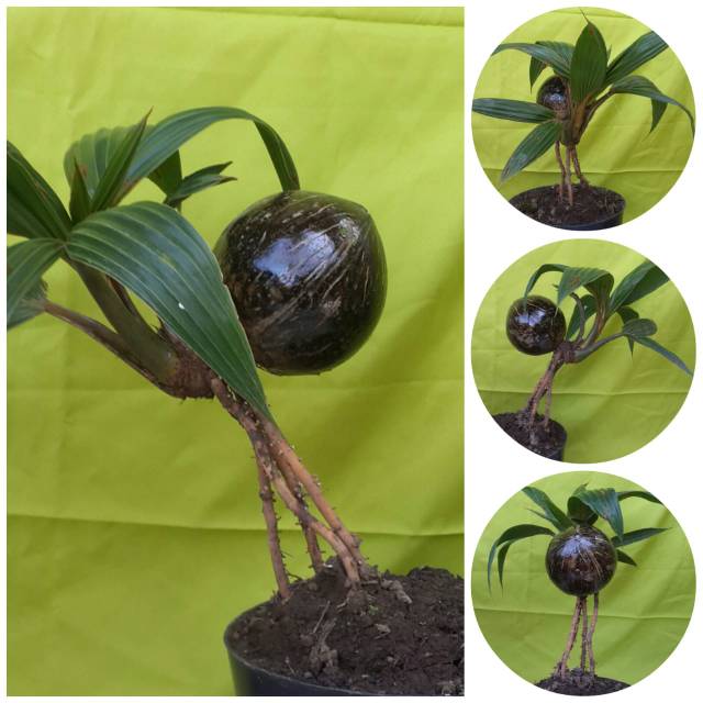 Bonsai kelapa minion