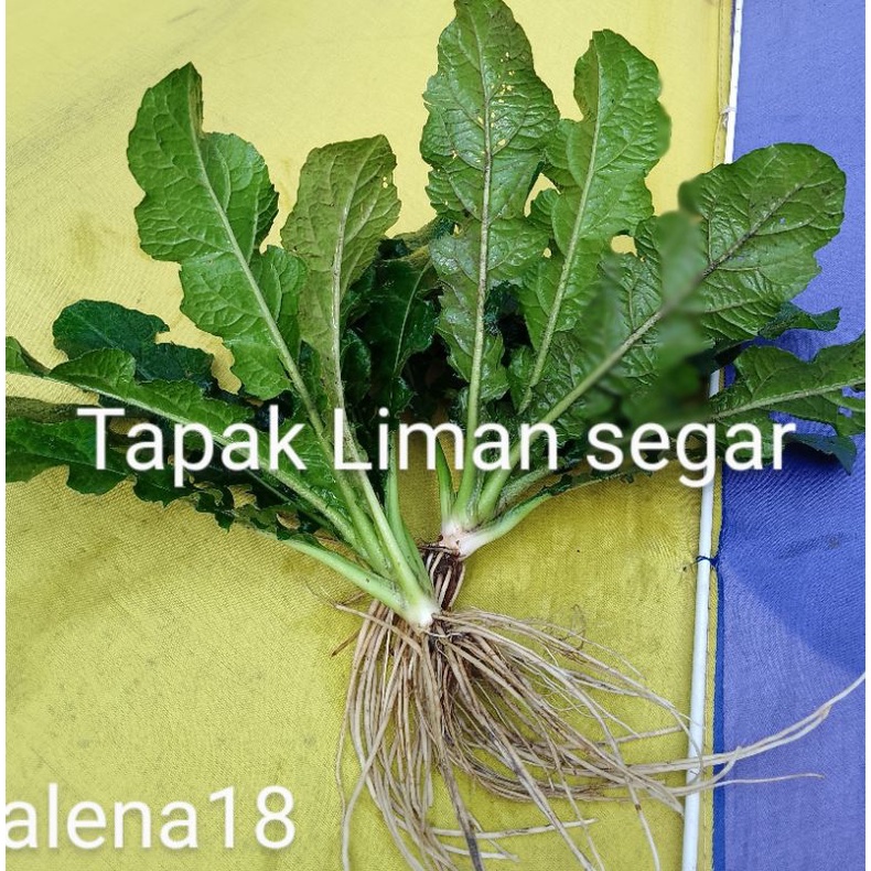 

Tapak Liman / Elephantopus Scaber termurah asli organik 1/2kg