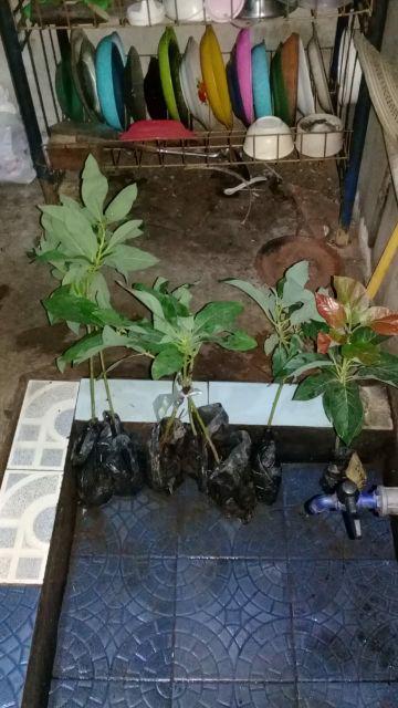 Promo 3 Bibit Tanaman Alpukat Miki 50cm