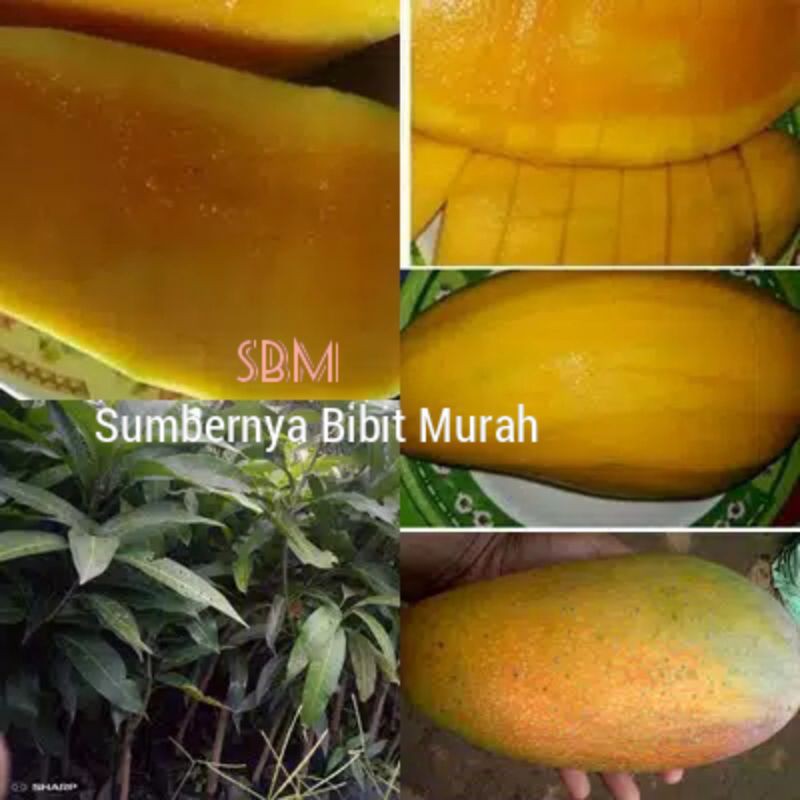 Bibit Mangga Kiojay Thailand - Mangga Jumbo