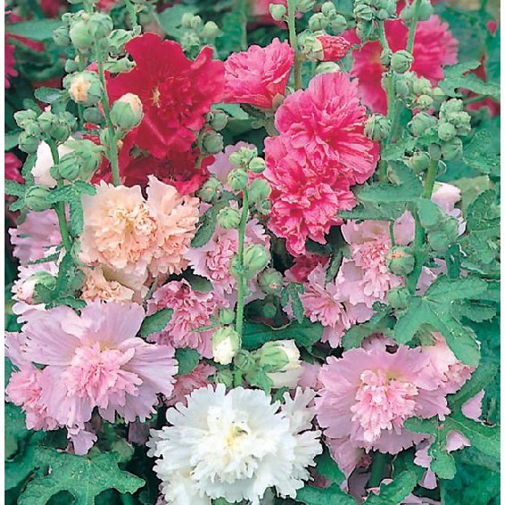 Benih Bibit Biji - Bunga Hollyhock Majorette Mixed Flower Seeds - IMPORT