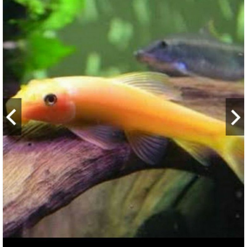 CAE ALGAETER | IKAN PEMAKAN ALGA AQUASCAPE