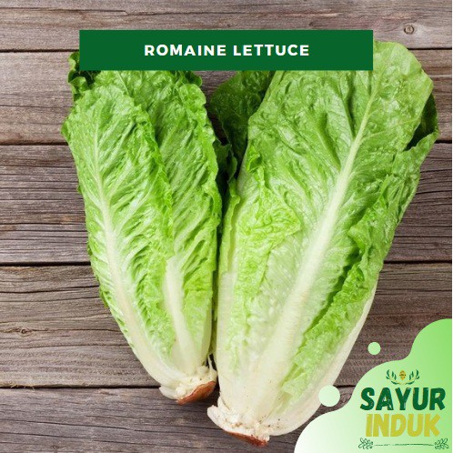 

Sayur Induk - Romaine Lettuce 250 Gram Fresh Grade A