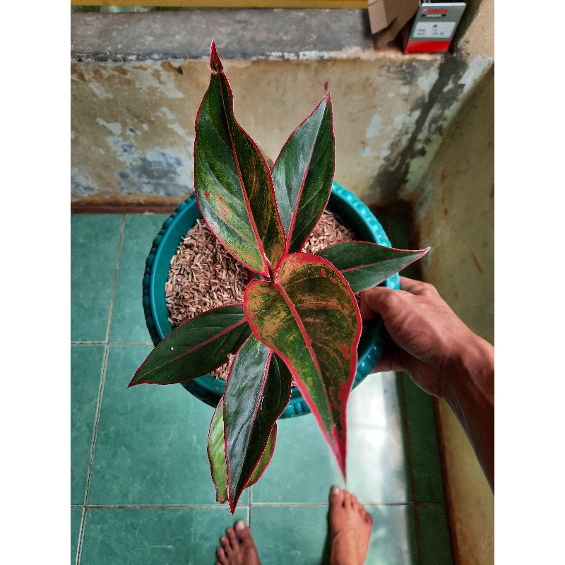 Aglonema andini/dewasa