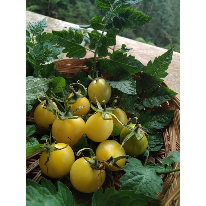 Benih Bibit Biji - Tomat Cherry Ivory Pear Tomato Seeds