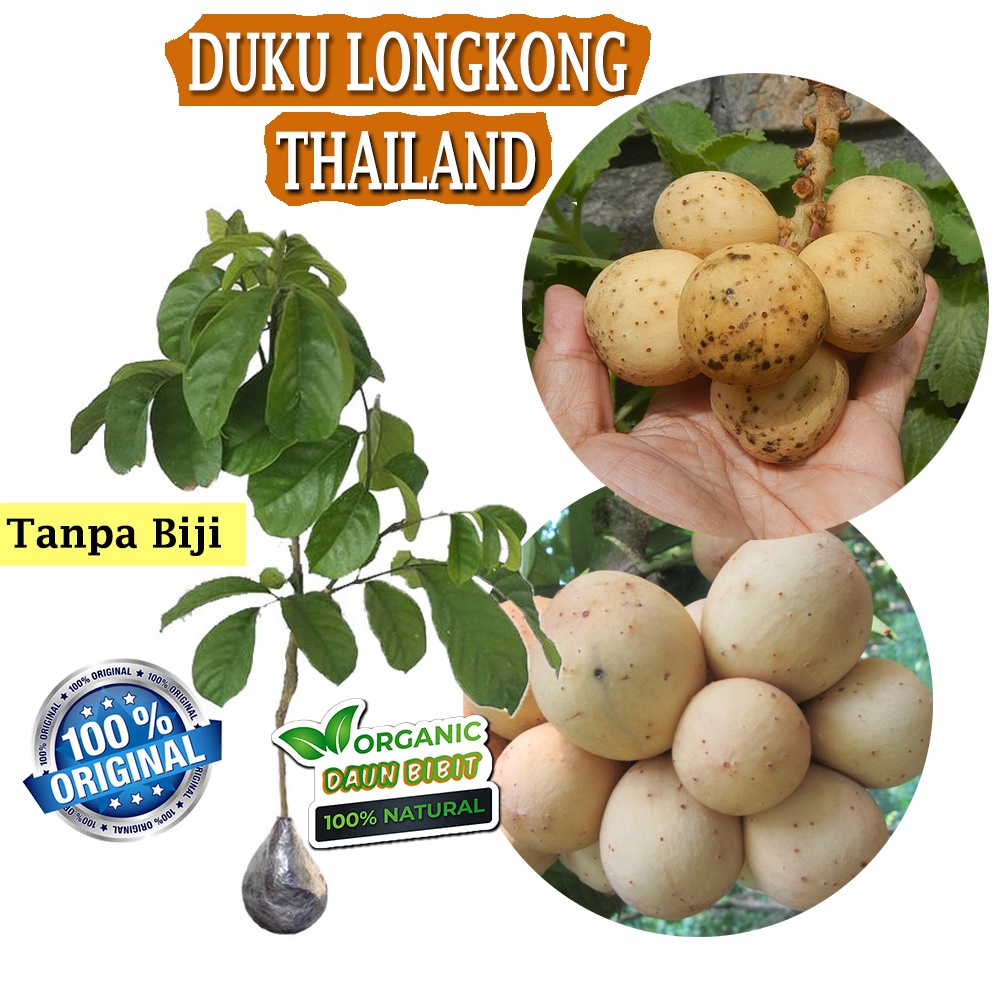 Bibit Duku Longkong Thailand Valid 100%