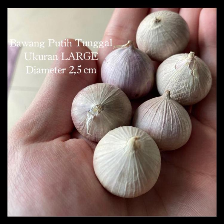 

BAWANG PUTIH LANANG TUNGGAL JUMBO 1 KG READY STOCK IMPOR - MEDIUM TERLARIS