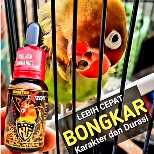ady78 OIL BOOSTER EXTREME RG/ VITAMIN BURUNG LOVEBIRD TERBARU RAJAGOYANG/VITAMIN LOVEBIRD