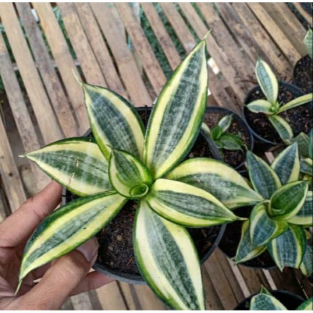 TANAMAN HIAS SANSIVERA MINI GOLD