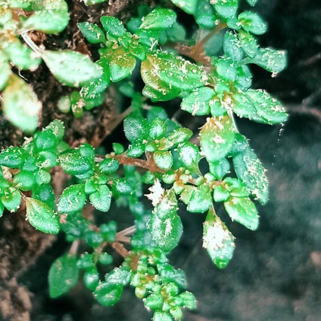 rofii_mukhammad_8642