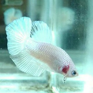 cupang HMPK White platinum