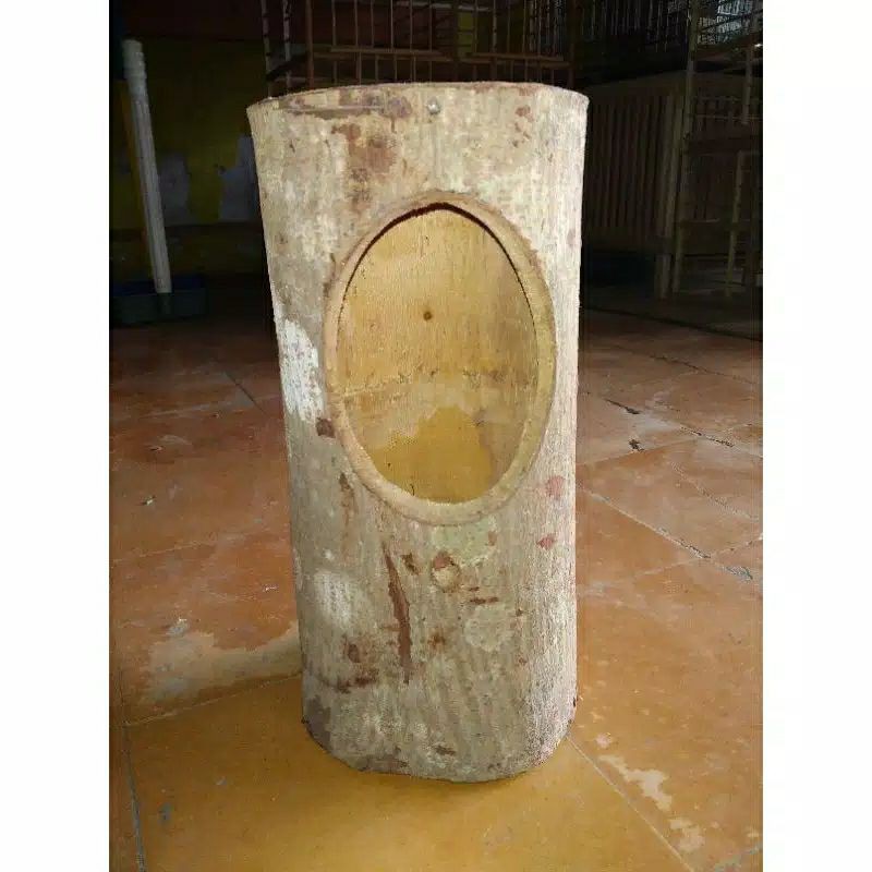 Glodok pohon burung murai