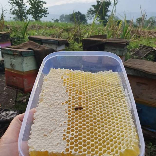 GROSIR Paket Hemat Kemasan 1 KG Madu sarang sarang madu melifera honeycomb madu liar madu asli madu