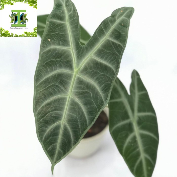 Tanaman hias Alocasia Longiloba - Alocasia Longiloba