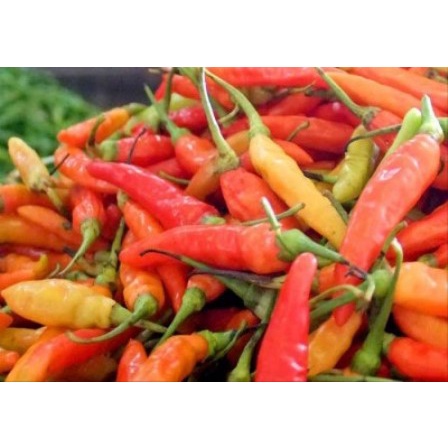 

Cabe Cabai Rawit Merah 1 Kg 1Kg 1000 gr gram Pedas Segar Fresh Murah Termurah Promo