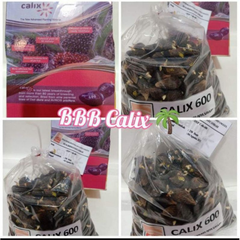 termurah bibit kecambah calix 600