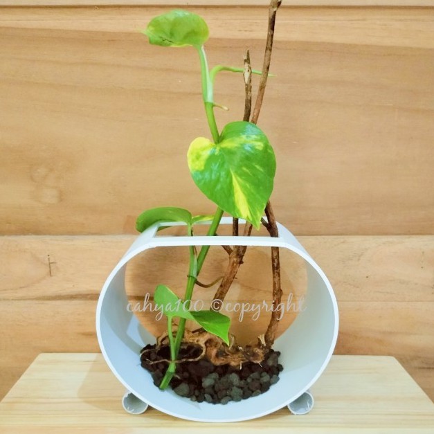 Aquarium Ikan Cupang Minimalis Tank PVC Mika Film Tebal Unik (TNK12)