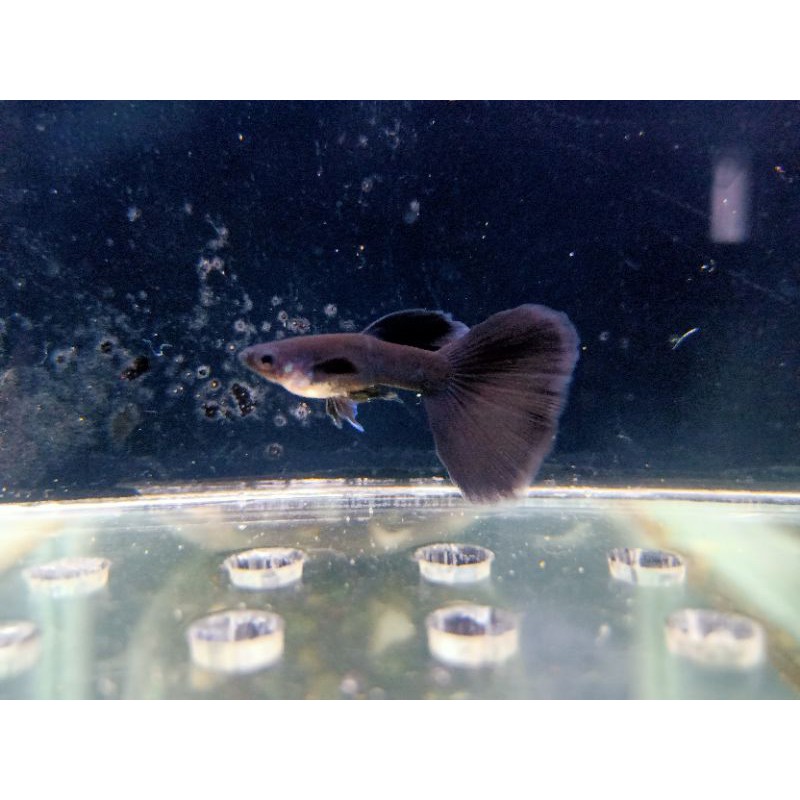 Ikan Guppy/ Ikan Hias/ Guppy Black Moskow