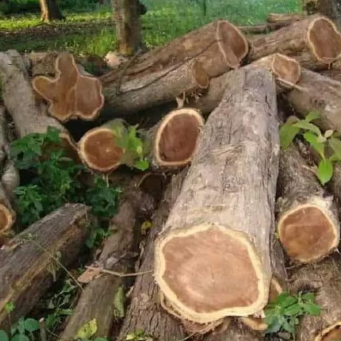 @* BIBIT POHON JATI SOLOMON LURUS KW+