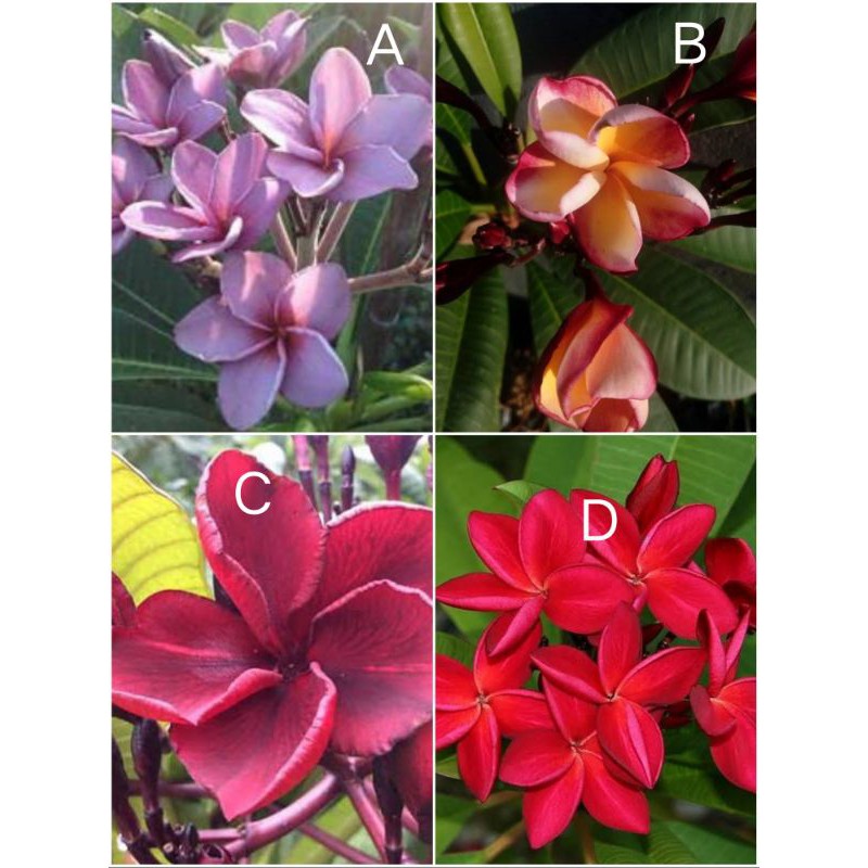 Kamboja bali stek batang /jepun bali kamboja ungu kamboja kuning emas