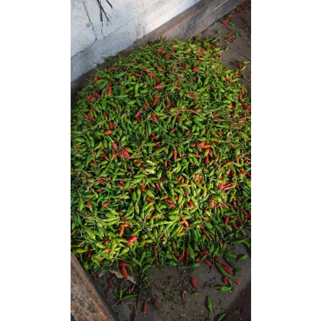 

Cabe merah meriah 12rb/kg