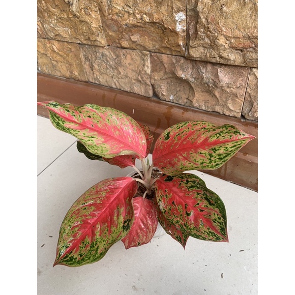 aglonema rindu rawatan