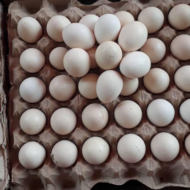 

TELUR AYAM KAMPUNG