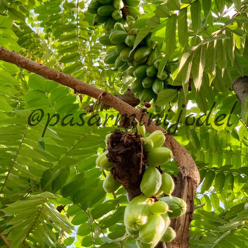 

PASAR ONLINE MURAH - BELIMBING WULUH / BLIMBING ULUH / BELIMBING SAYUR